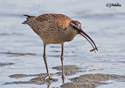 Numenius phaeopus